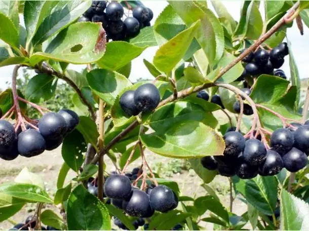 Aronia Plantage Halle